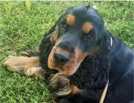 cockerspaniel