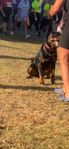 Rottweiler hane reg i skk