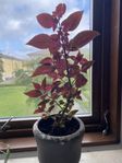 palettblomma med kruka
