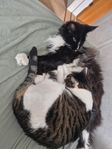 2 katter