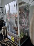 giljotin terrarium