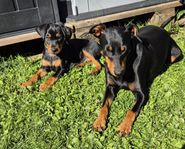 Pinscher tik valp 9 v, leveransklar Reg i SKK