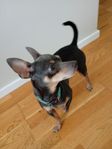 dvärg pinscher /chihuahua hanar 