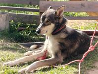 Alaskan husky