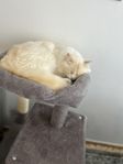 Innehåller djur (Katt )