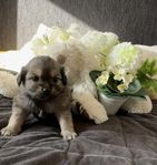 malteser & mittelspitz valpar 