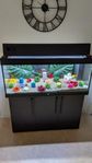 Fisk aquarium 240 Liter med tillbehör. 
