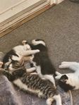 Kattungar