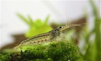 Räkor, Amano, neocaridina, caridina