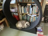 Motionshjul till katt