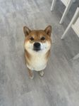 Shiba Inu 
