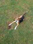 Hund- blandras