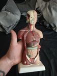 anatomisk figur
