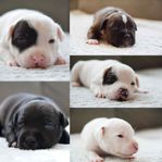 Staffordshire bullterrier valpar SKK