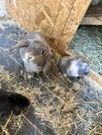 Dvärgvädur Kiwi söker nytt hem 