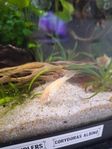corydoras albino