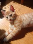 Kattungar