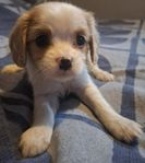 cavalier/cockerspaniel valpar leveransklara