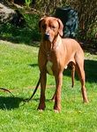 RhodesianRidgeback