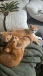 Kattungar