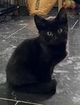 kattungar (bondkatt)