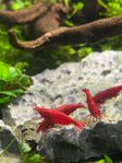 Röda Neocaridina räkor - Bloody Mary