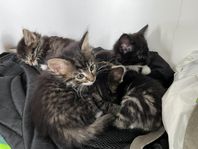 kattungar 