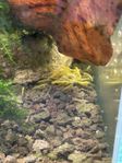 Gula Neocaridina räkor - kan skickas