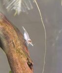 Neocaridina räkor – Snowball