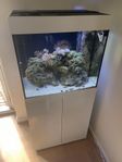 saltvattenakvarium