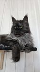 Maine Coon omplacering