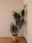 Dracaena Marginata