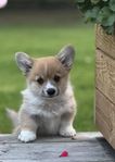Welsh Corgi Pembroke 