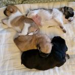Shih tzu/mops/mittelspitz valpar, blandras