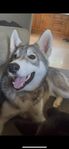 Siberian husky / Schäfer 
