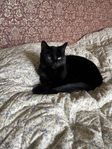 katt 