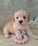 Maltipoo