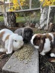 Tre kaniner till salu (Miniature Lops)