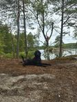 Bamse söker nytt hem