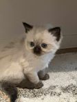 Ragdoll kattunge