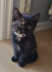 Sköldpaddsfärgade Norsk skogskatt/ Ragdoll mix
