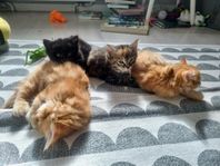 Långhåriga kattungar