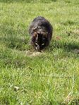 OMPLACERING katten Sally