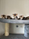 Bengal kattunger