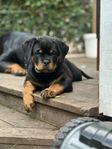 Rottweiler valp (tik) leveransklar