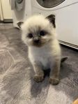 Ragdoll mix kattunge