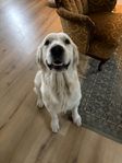 Renrasig golden retriever söker nytt hem