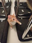 Kattungar