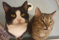 Omplacering 2 st hankatter 
