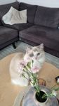 Ragdoll kattungar, fluffiga helt underbara!